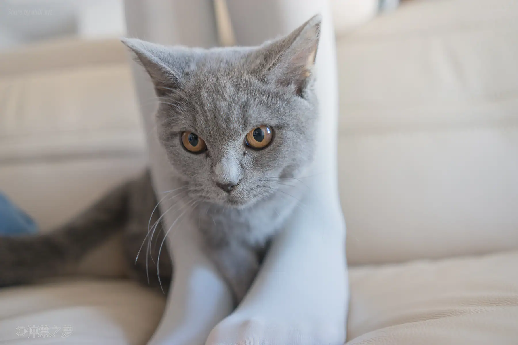 轻兰映画 - SPL.014(110P_499.4M) - 轻兰映画 - SPL