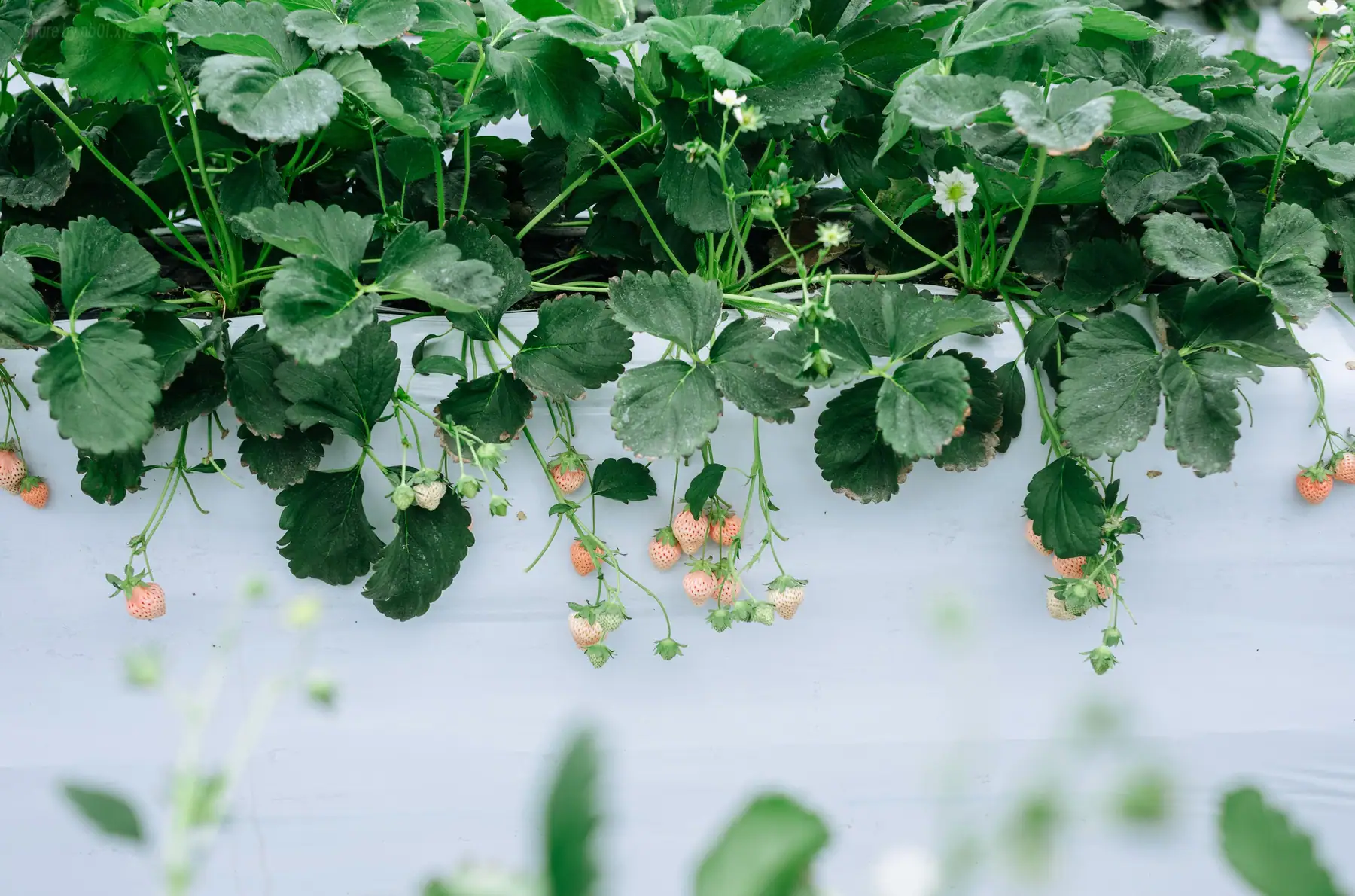 Ely_eee(ElyEE子) - Strawberry Picking Date(34P+2V_114.4M) - Ely_eee(ElyEE子) - Strawberry Picking Date(34P+2V_114