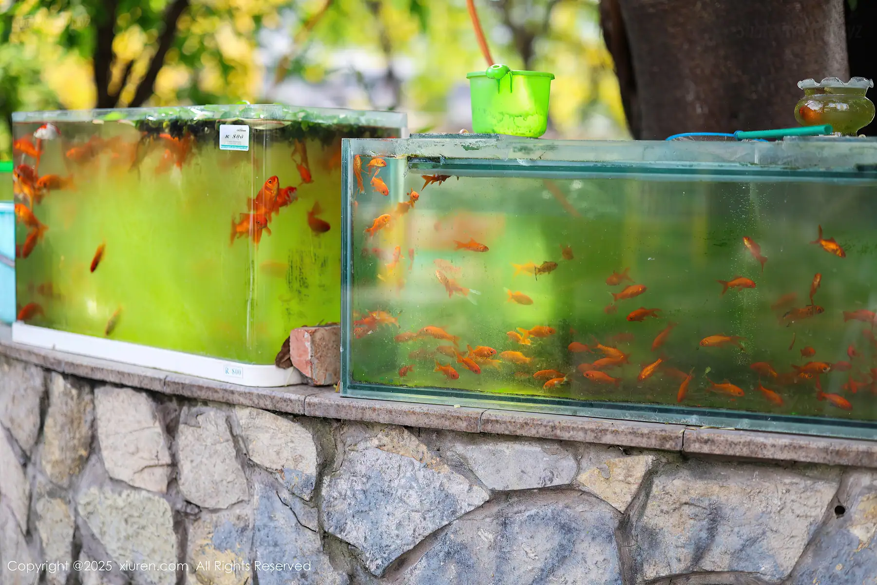 XIUREN No.10247 茂木希子(81P_104.6M) XIUREN No.10247 茂木希子(81P_104.6M)_nb01.xyz_0001