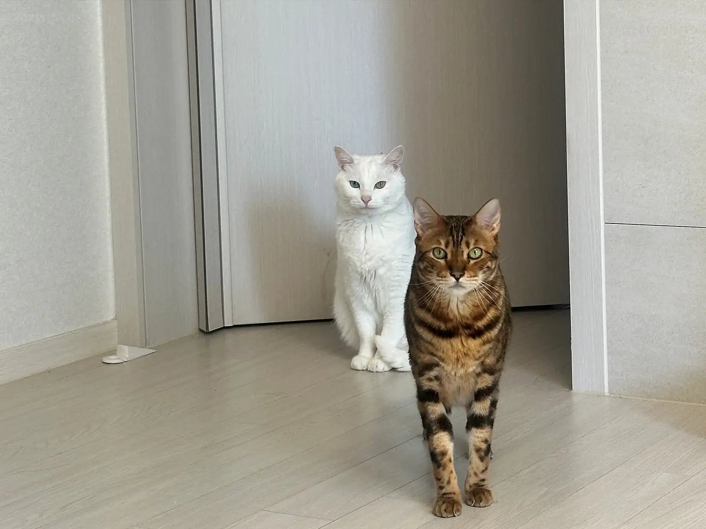 Auddk_77(명아) - 명아는 오또케(535P+82V_347.5M) Auddk_77(명아) - 명아는 오또케(535P+82V_347.5M)_nb01.xyz_0344 图片5